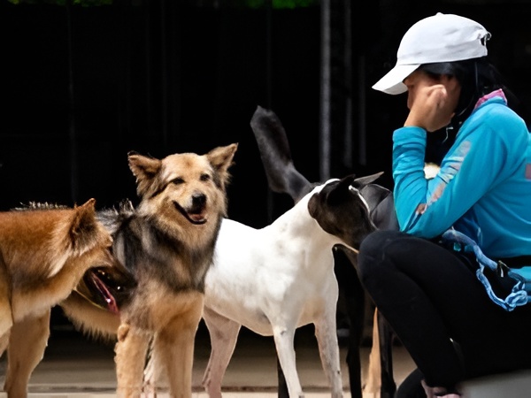 Phuket Pet Lovers Tour for Dogs and Cats Enthusiasts